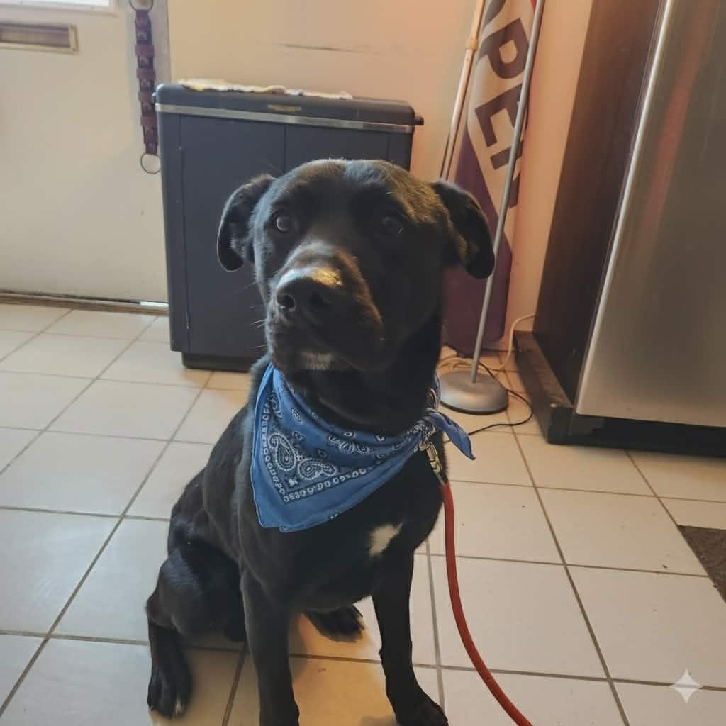 Moses, a Adoptable Black Labrador Retriever in Olney, IL image 1/2