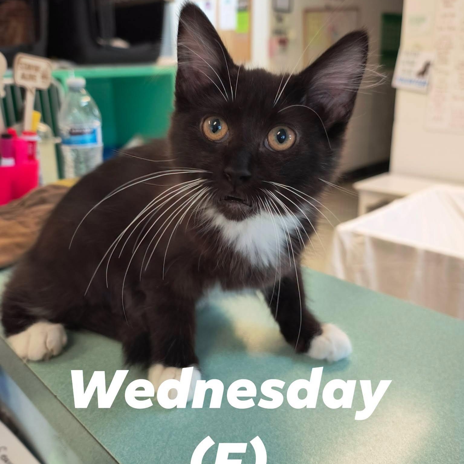 "Addams Family" Girl Kittens, a ADOPTABLE mixed breed in Weaverville, CA image 2/3