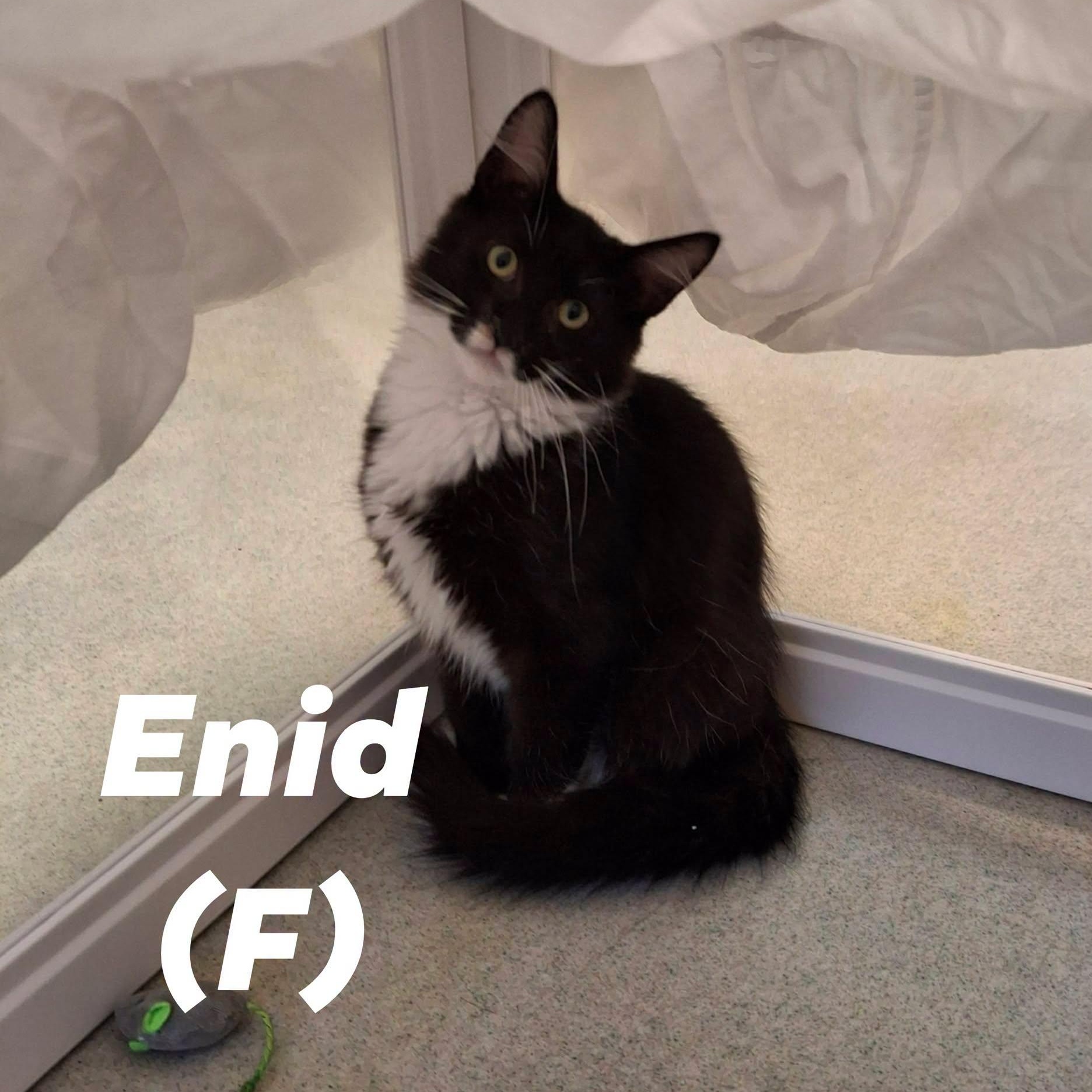 "Addams Family" Girl Kittens, ADOPTABLE, Young Female Domestic Medium Hair.