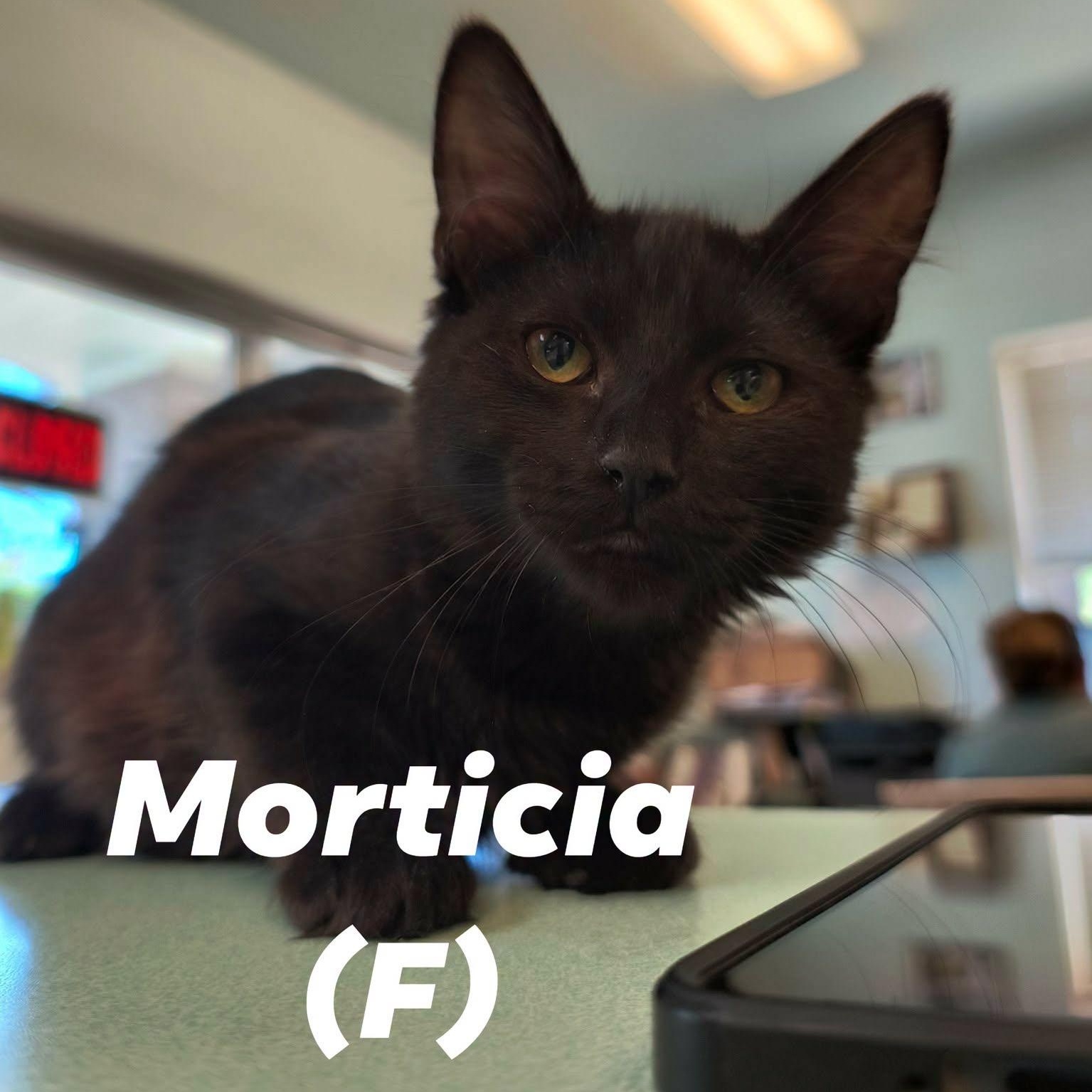 "Addams Family" Girl Kittens, a ADOPTABLE mixed breed in Weaverville, CA image 3/3