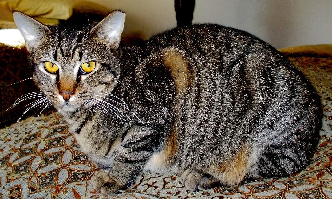 Robbie, a Adoptable Domestic Short Hair in Chattanooga, TN image 1/4