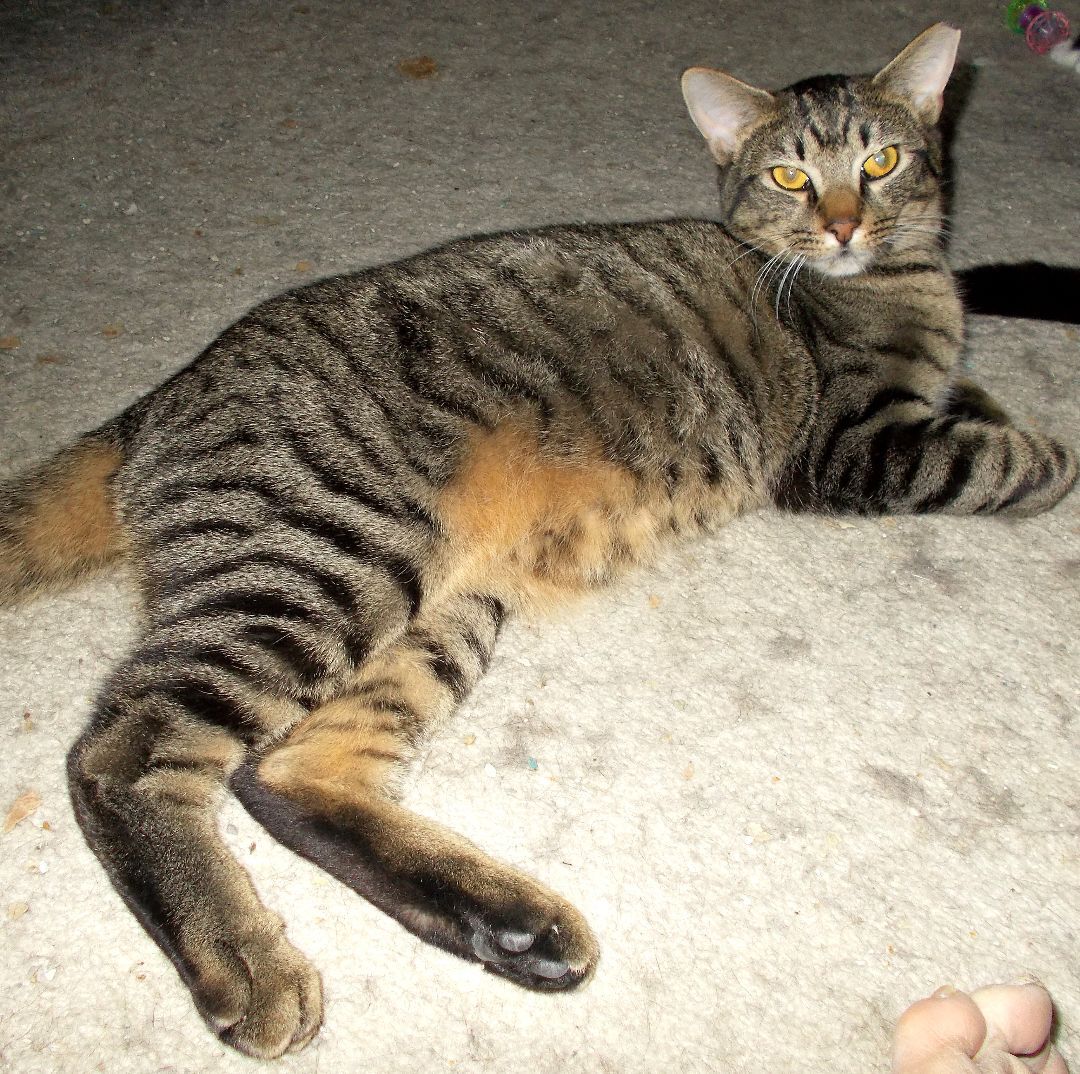 Robbie, a Adoptable Domestic Short Hair in Chattanooga, TN image 2/4