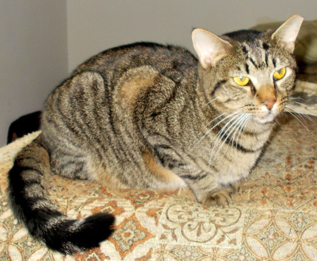 Robbie, a Adoptable Domestic Short Hair in Chattanooga, TN image 4/4