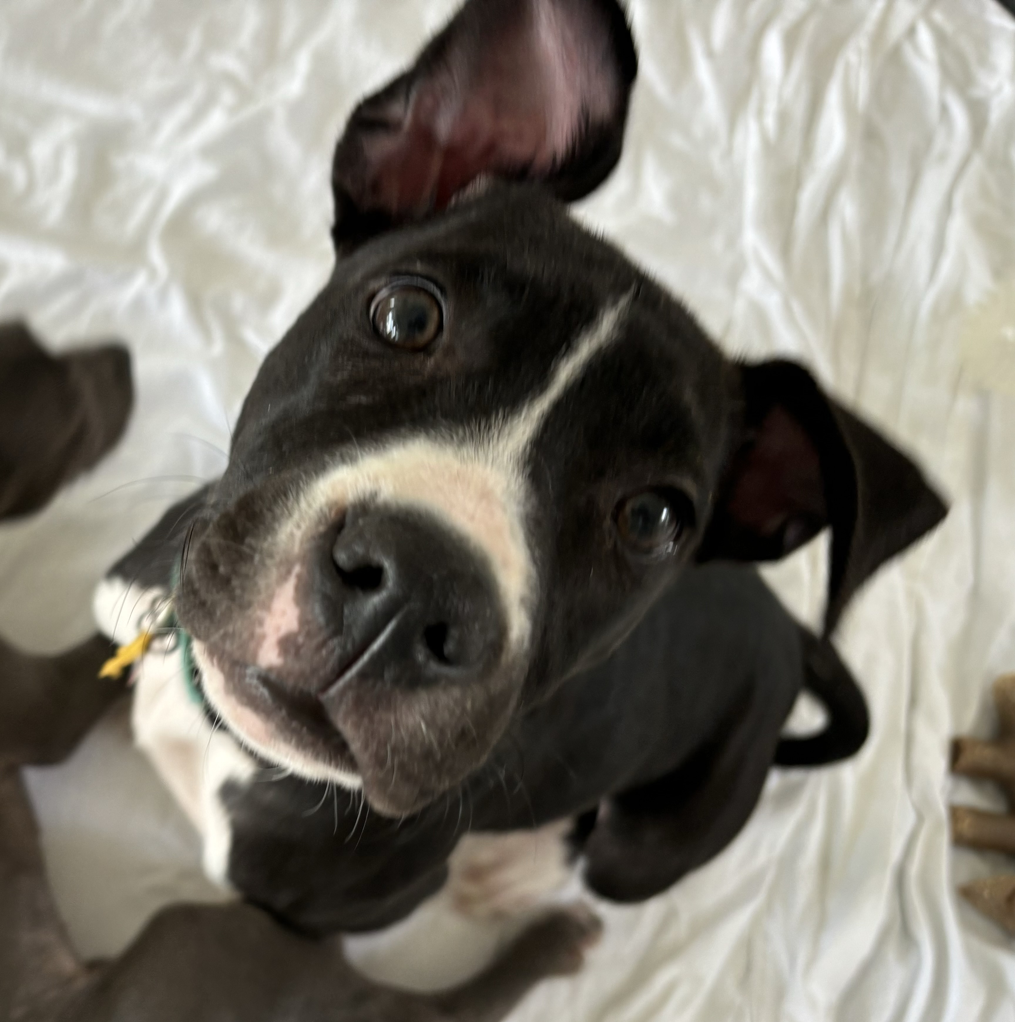 dog-for-adoption-brynn-a-pit-bull-terrier-mix-in-denver-co-petfinder