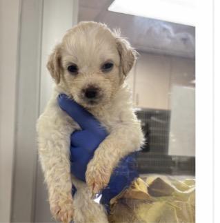 Eggplant, ADOPTABLE, Puppy Female Poodle.