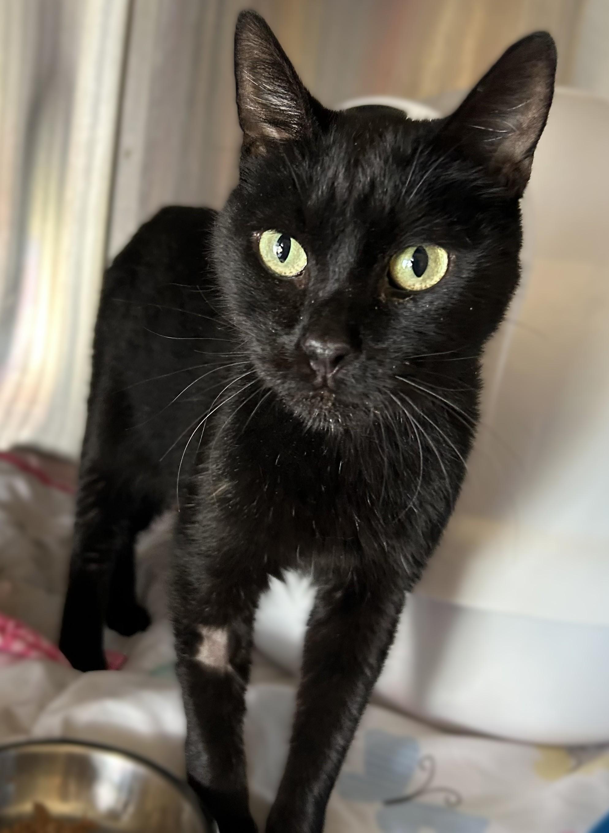 ONYX