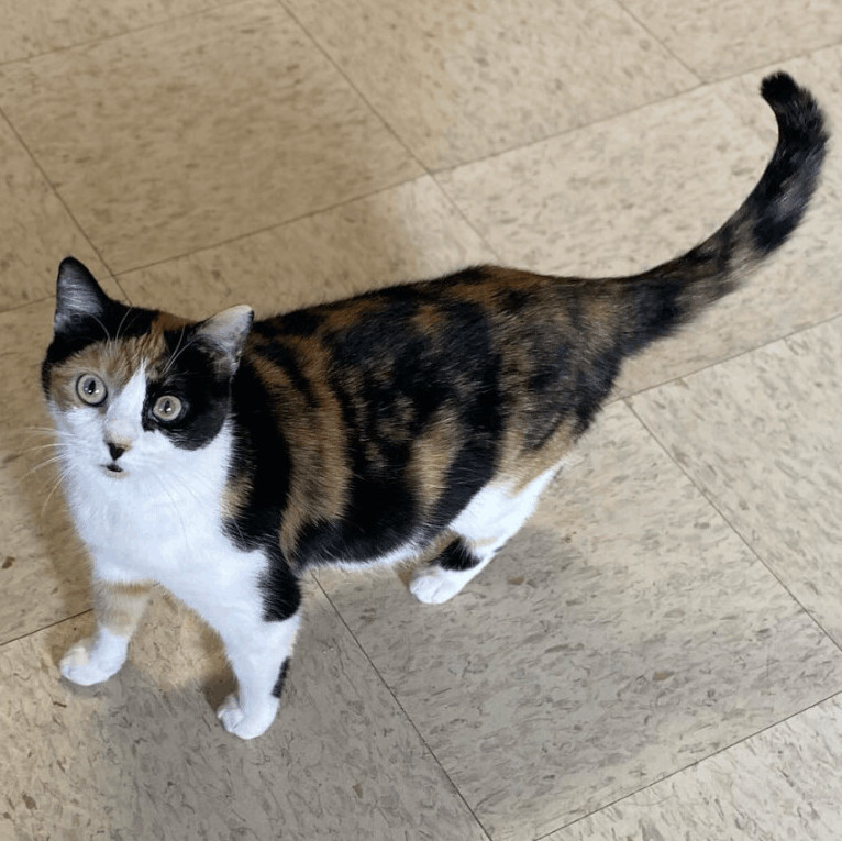 Jaleen, Adoptable, Young Female Domestic Short Hair.