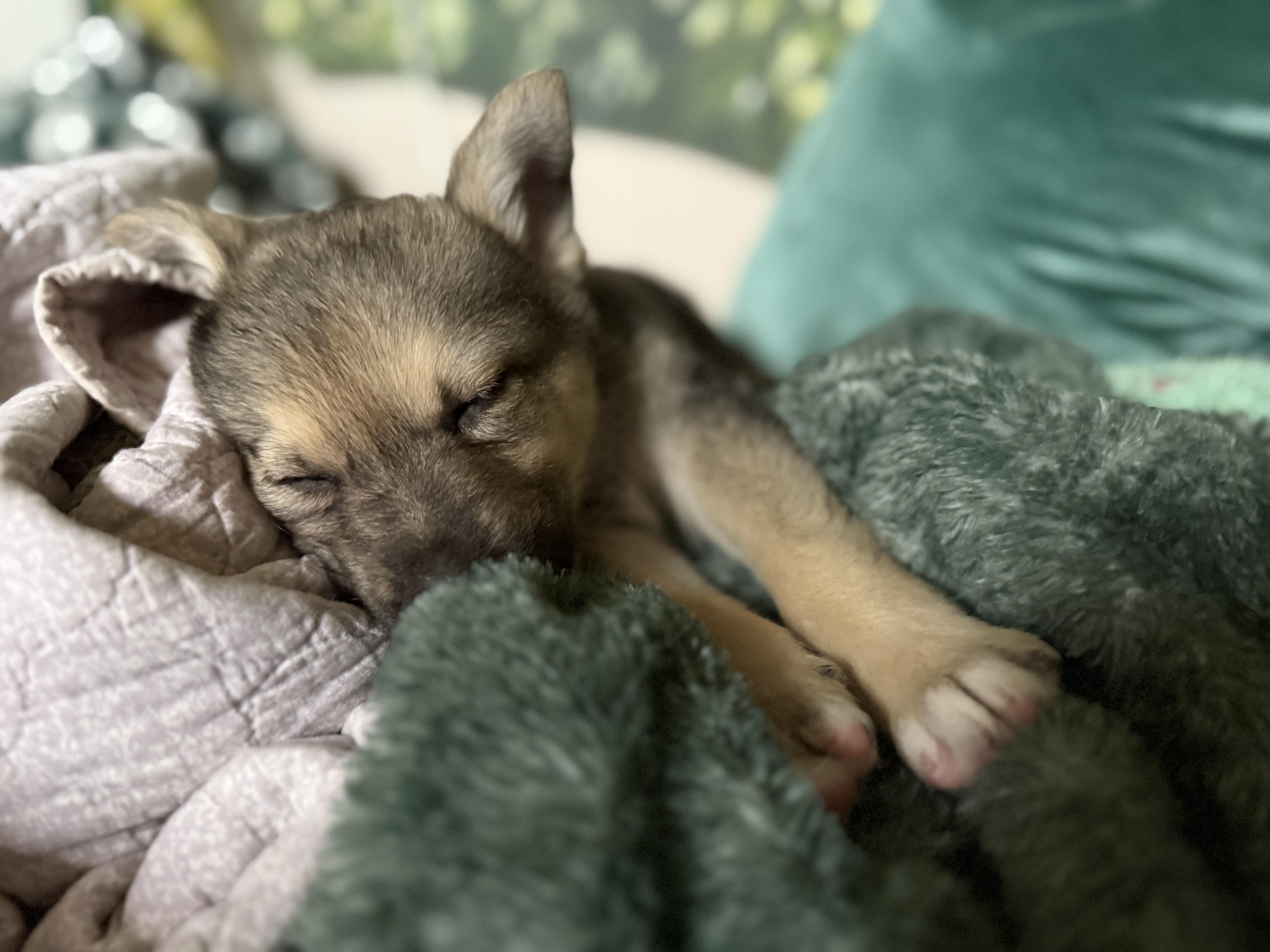 Enlarge Ilya, a ADOPTABLE mixed breed in Saskatoon, SK image 4/5