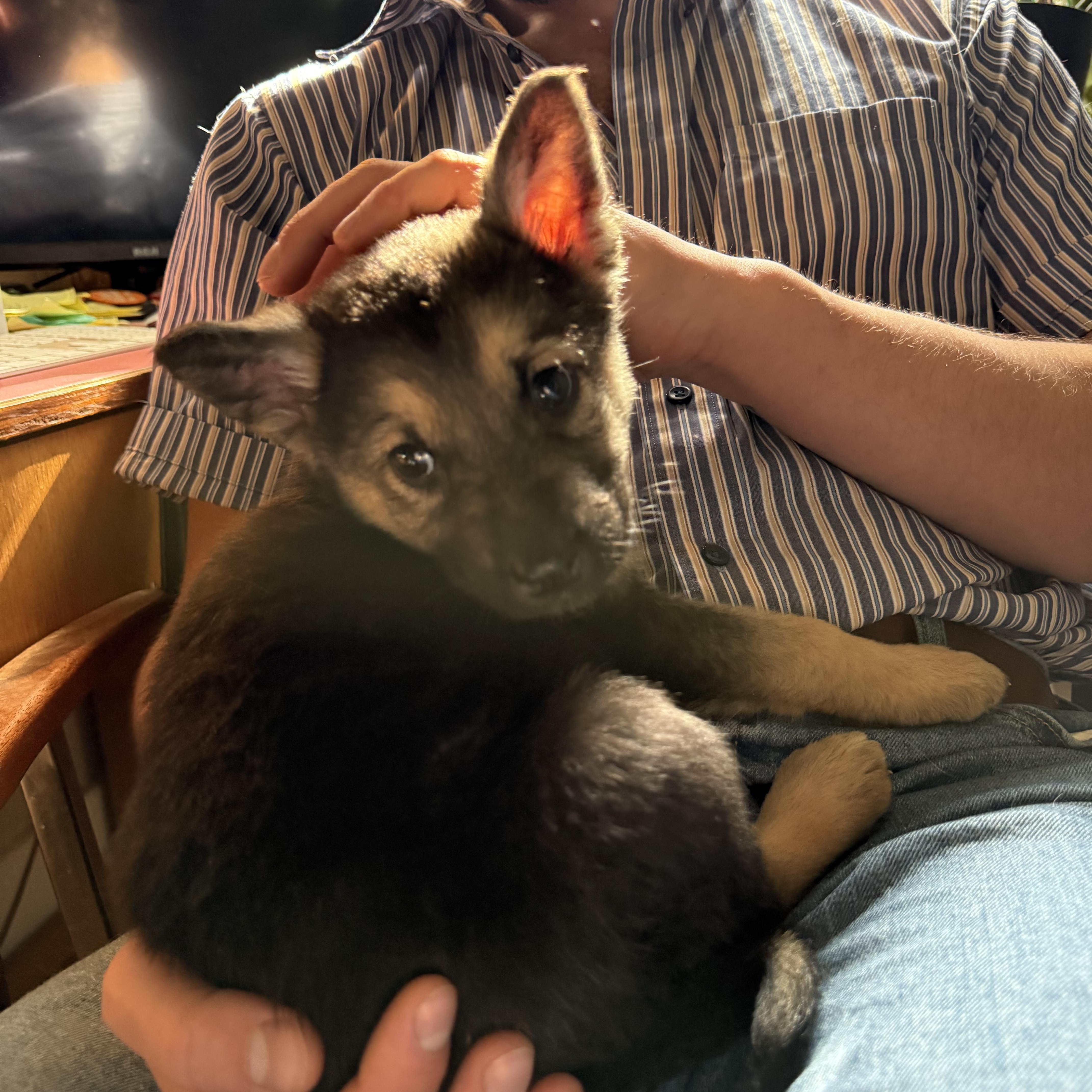 Enlarge Ilya, a ADOPTABLE mixed breed in Saskatoon, SK image 3/5