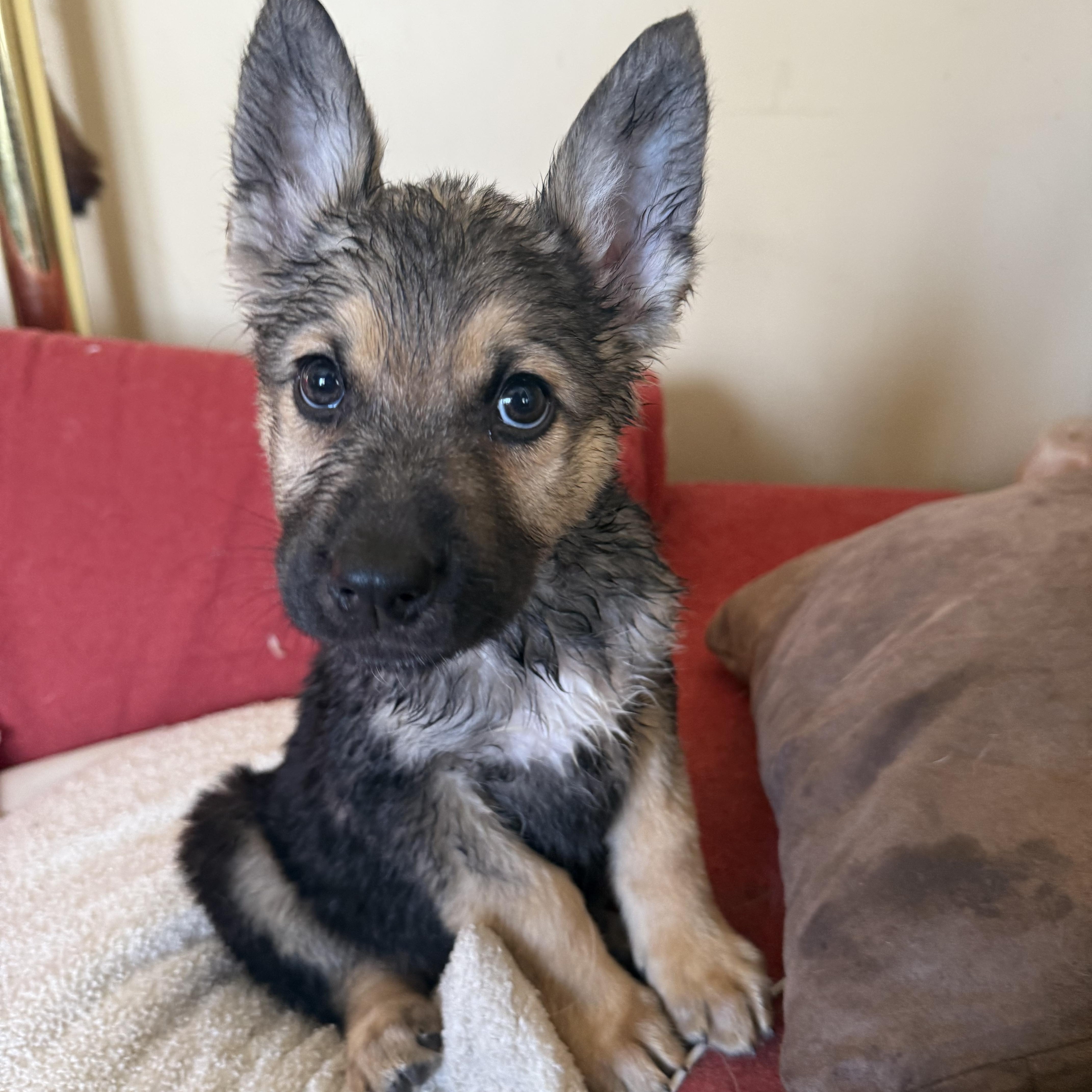 Enlarge Ilya, a ADOPTABLE mixed breed in Saskatoon, SK image 1/5