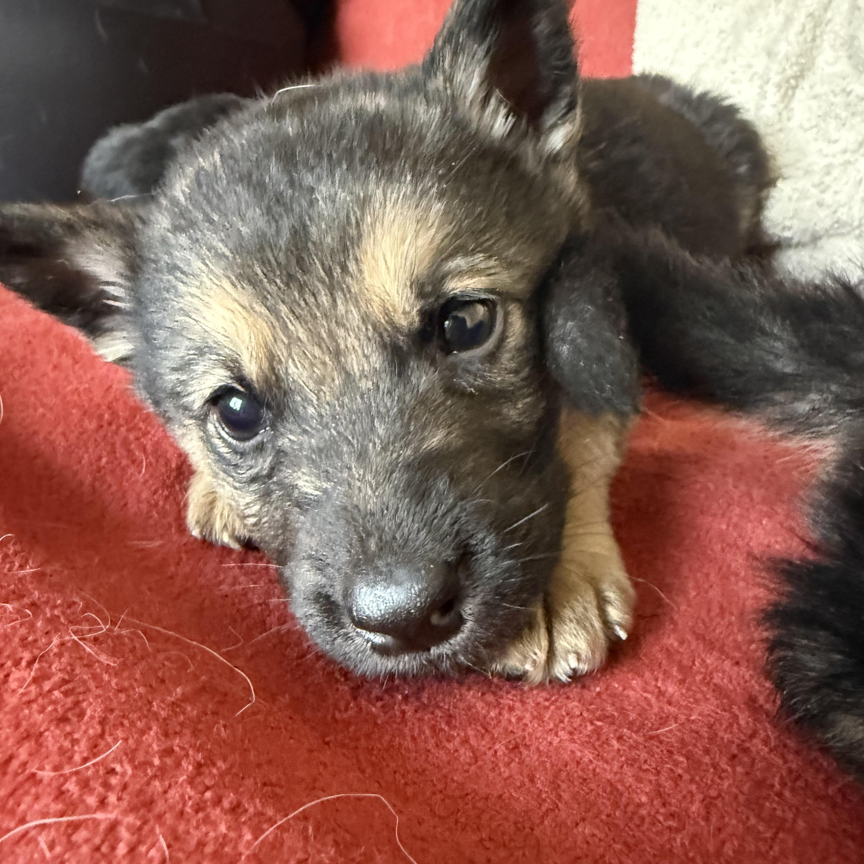 Enlarge Ilya, a ADOPTABLE mixed breed in Saskatoon, SK image 5/5