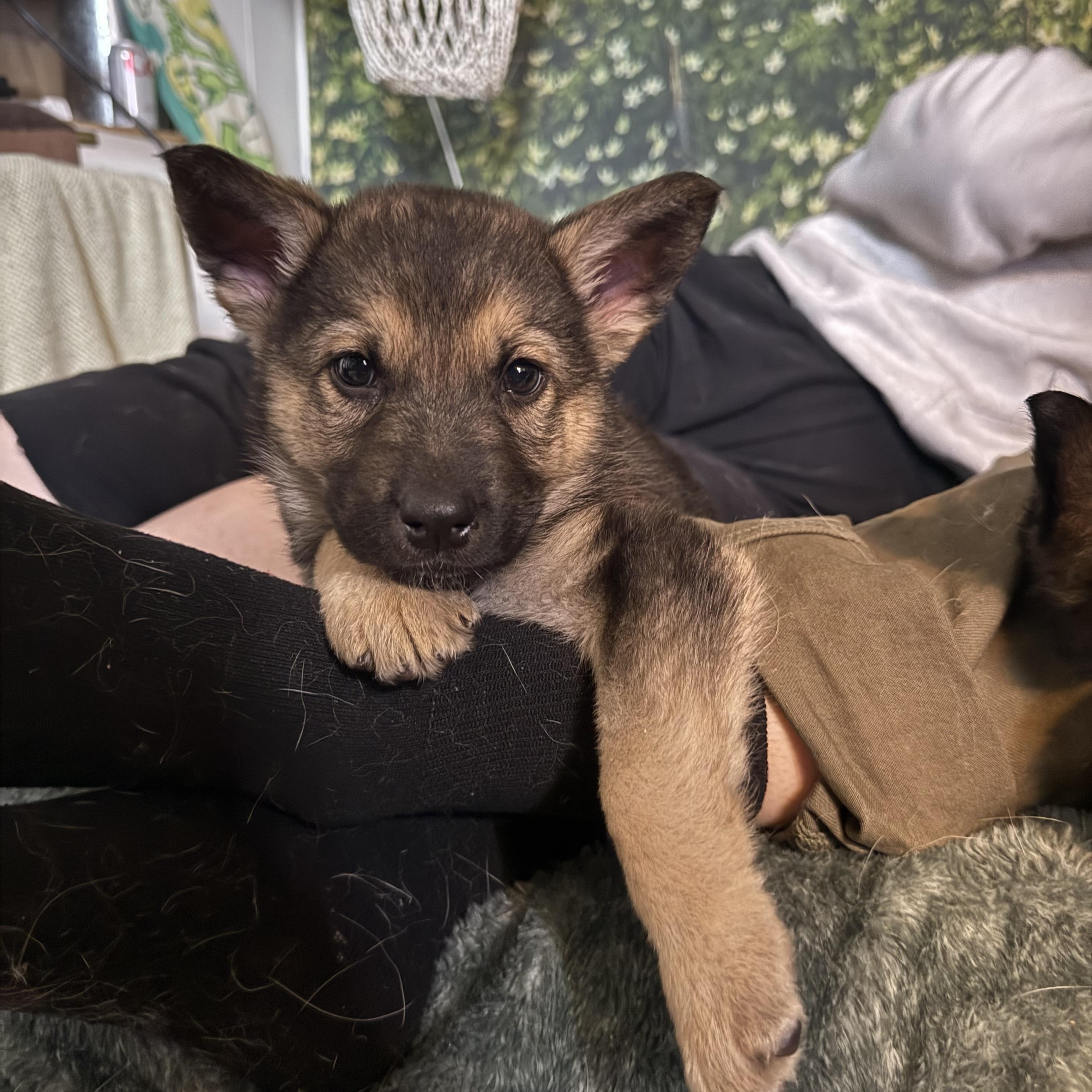 Enlarge Ilya, a ADOPTABLE mixed breed in Saskatoon, SK image 2/5