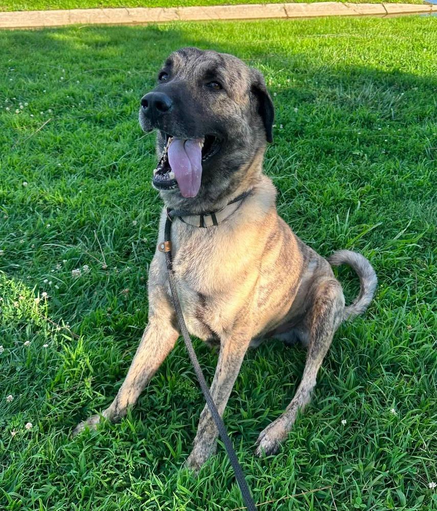 Enlarge Kingston (BQ), a Adopted Shepherd in Evansville, IN image 1/4