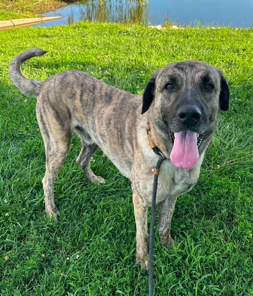 Enlarge Kingston (BQ), a Adopted Shepherd in Evansville, IN image 2/4