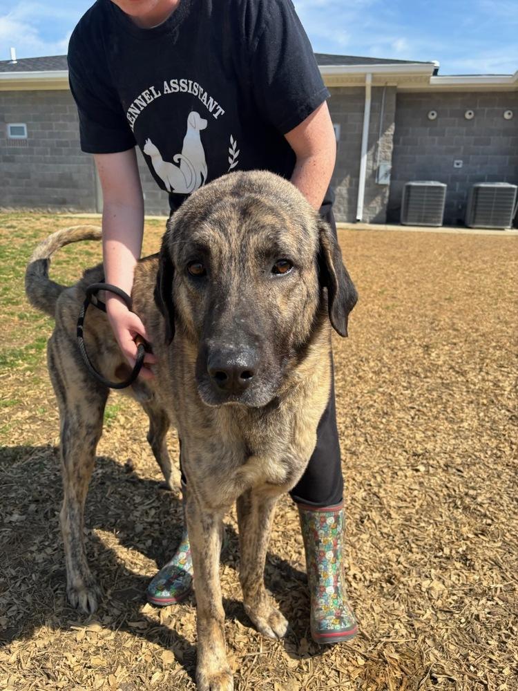 Enlarge Kingston (BQ), a Adopted Shepherd in Evansville, IN image 3/4