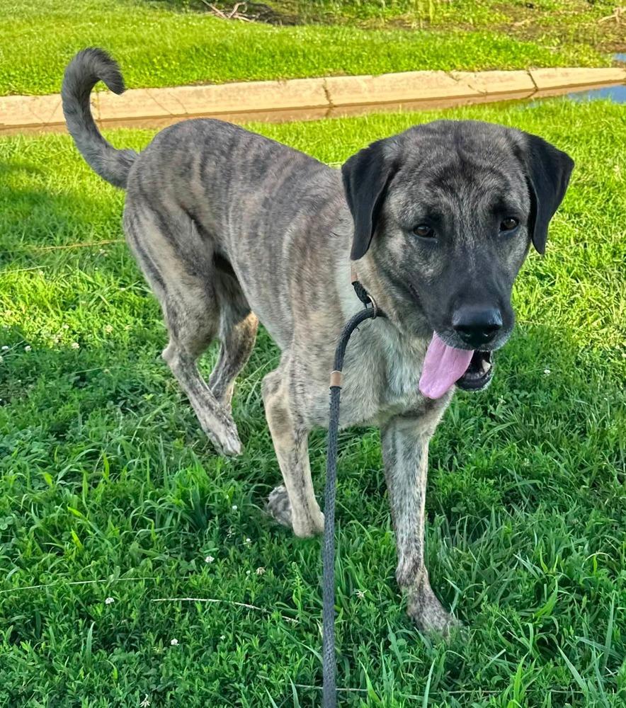 Enlarge Kingston (BQ), a Adopted Shepherd in Evansville, IN image 4/4