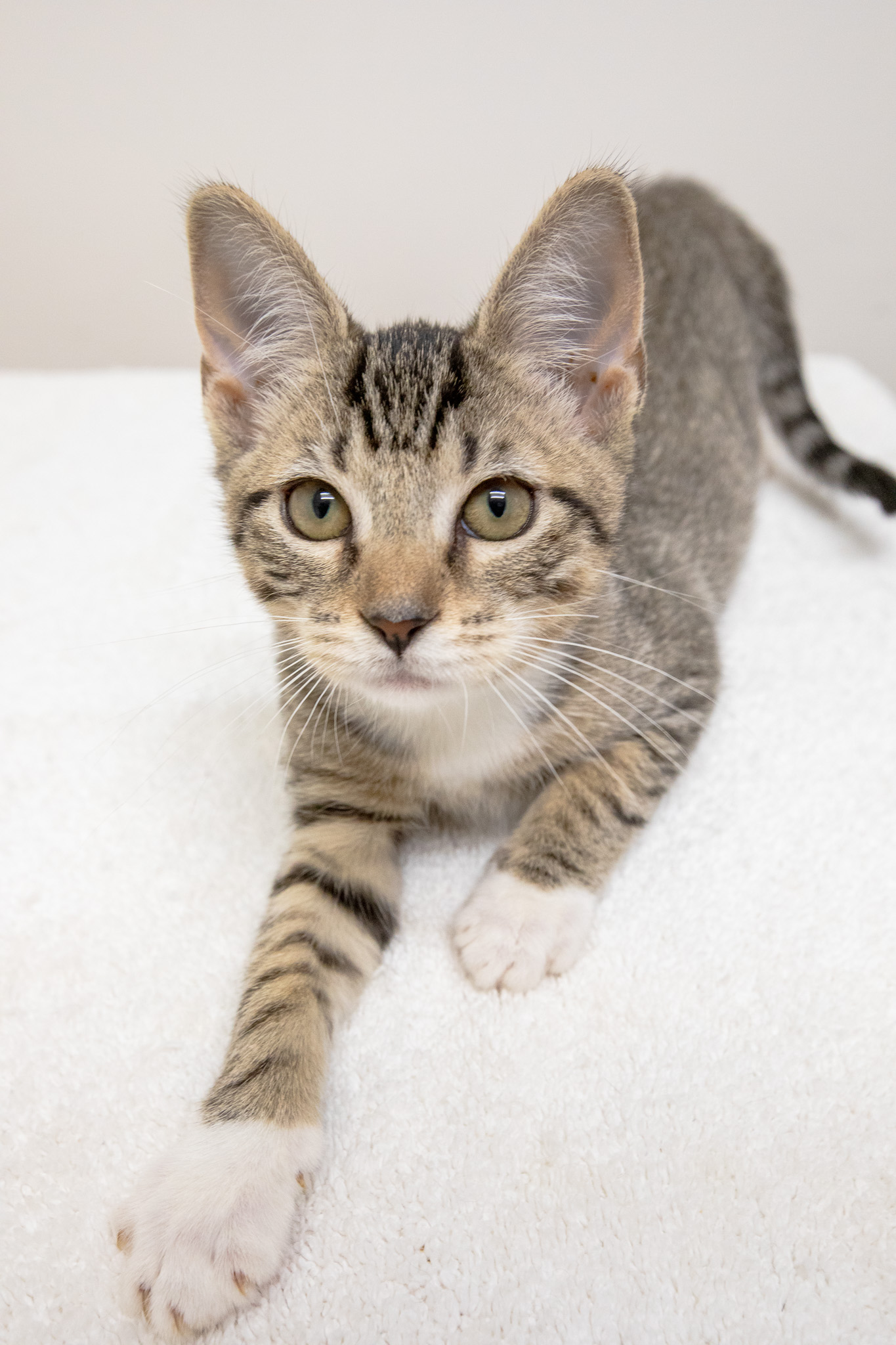 Cat for adoption Loosey, a Domestic Short Hair in Montclair, NJ