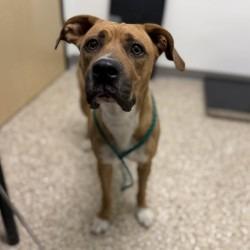Doja, Adoptable, Adult Female Pit Bull Terrier & Mixed Breed.