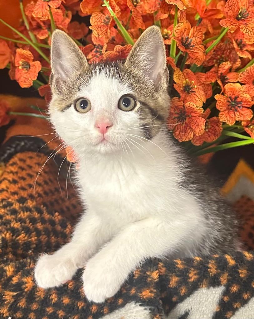 4/2/26 Mint, Adoptable, Kitten Male Domestic Short Hair.