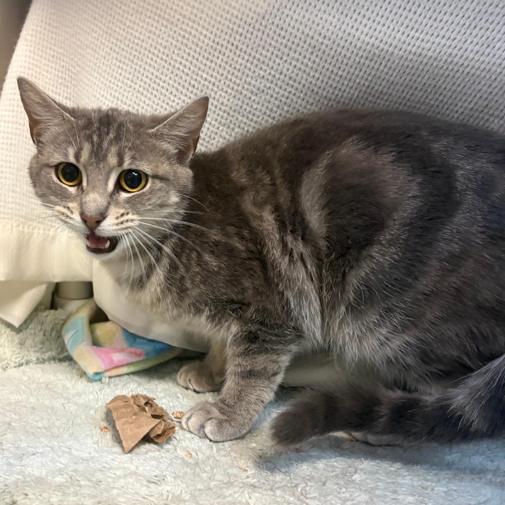 Scrunchie, a Adoptable Domestic Short Hair in Charlottesville, VA image 1/6