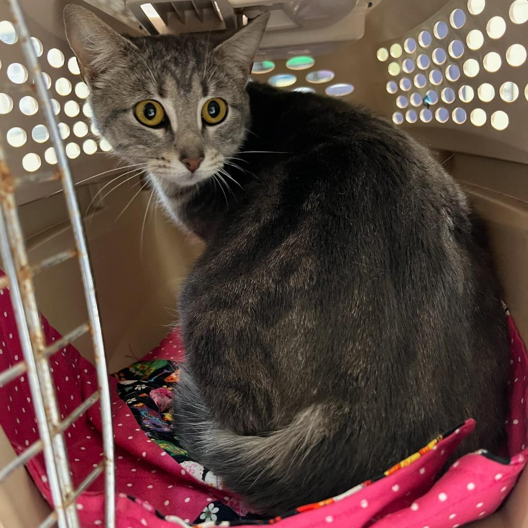 Scrunchie, a Adoptable Domestic Short Hair in Charlottesville, VA image 2/6
