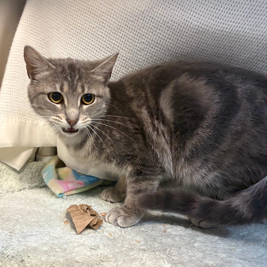 Scrunchie, a Adoptable Domestic Short Hair in Charlottesville, VA image 3/6