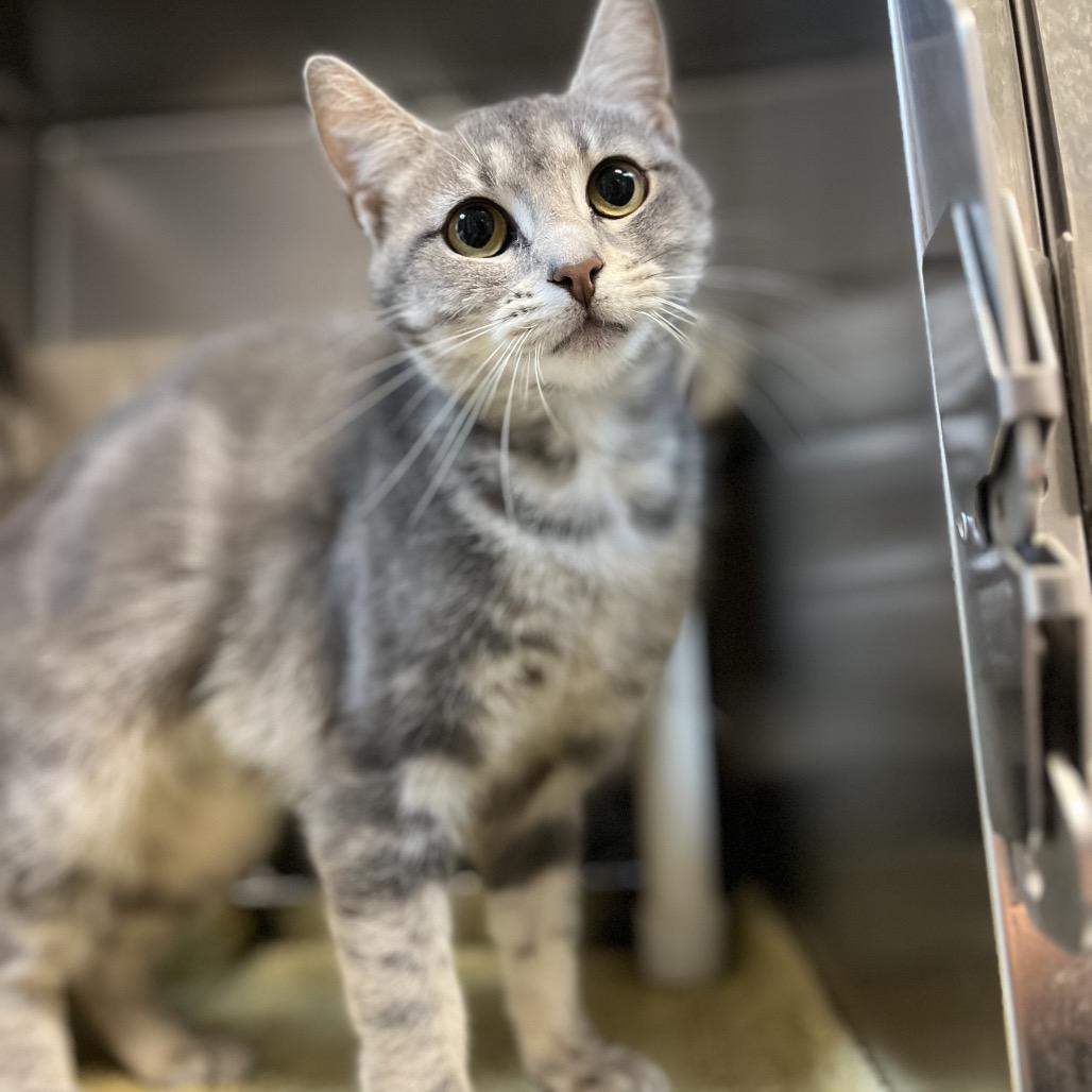 Scrunchie, a Adoptable Domestic Short Hair in Charlottesville, VA image 4/6