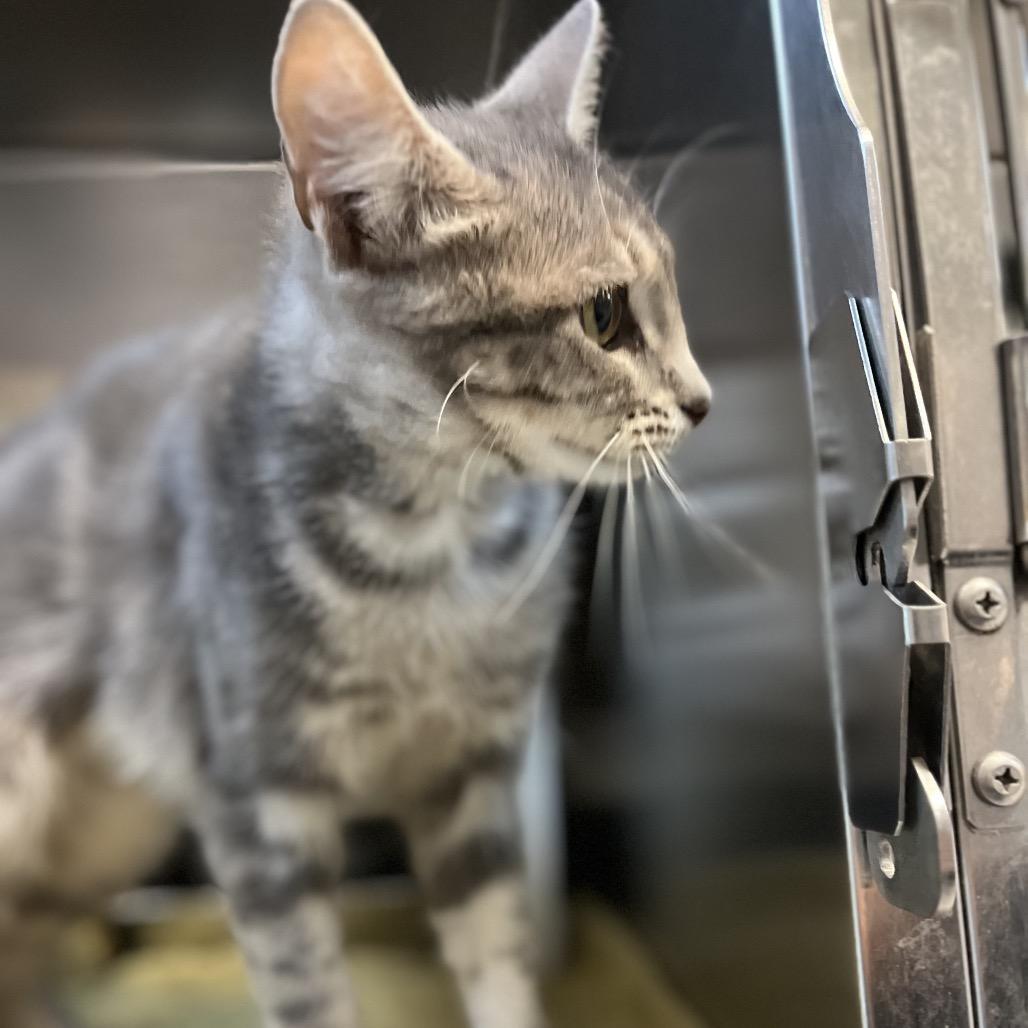 Scrunchie, a Adoptable Domestic Short Hair in Charlottesville, VA image 5/6