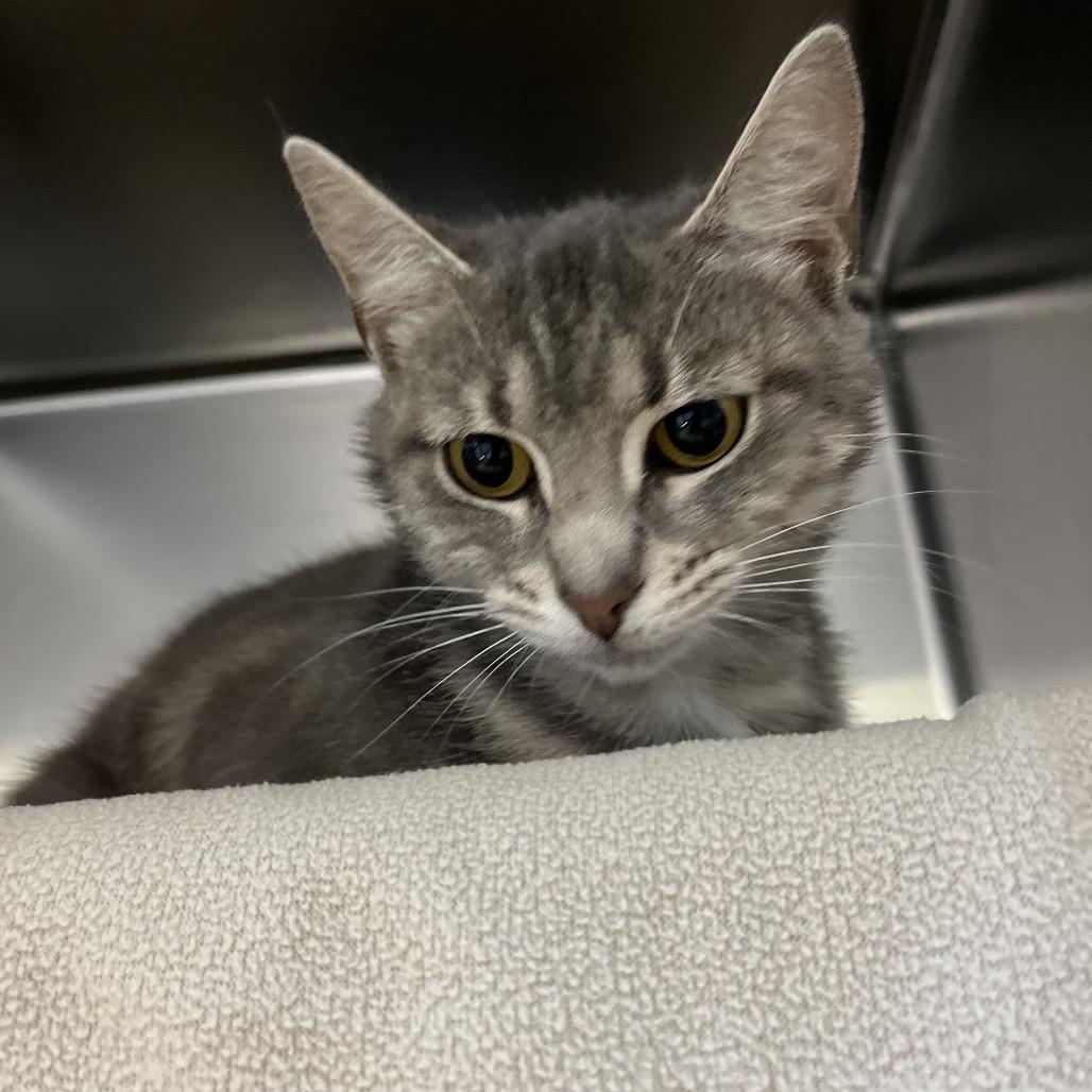 Scrunchie, a Adoptable Domestic Short Hair in Charlottesville, VA image 6/6
