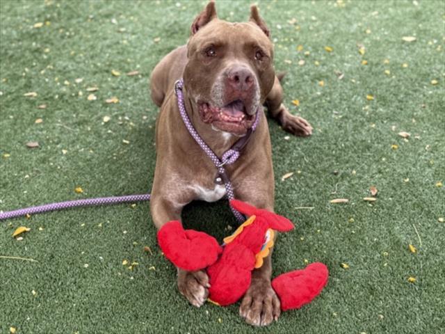 COPPER, Adoptable, Senior Male Pit Bull Terrier.