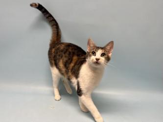 Vhagar, Adoptable, Adult Female Domestic Short Hair & Domestic Short Hair.