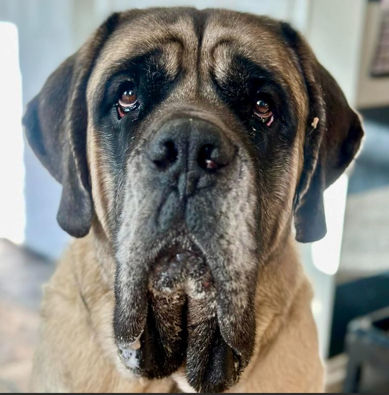 Barnaby, ADOPTABLE, Adult Male Mastiff.