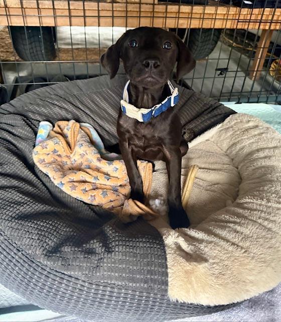 Enlarge Maverick - Fostered in Omaha, a Adoptable mixed breed in Shawnee Mission, KS image 1/6