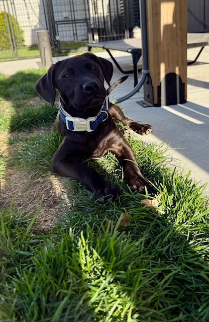 Enlarge Maverick - Fostered in Omaha, a Adoptable mixed breed in Shawnee Mission, KS image 2/6