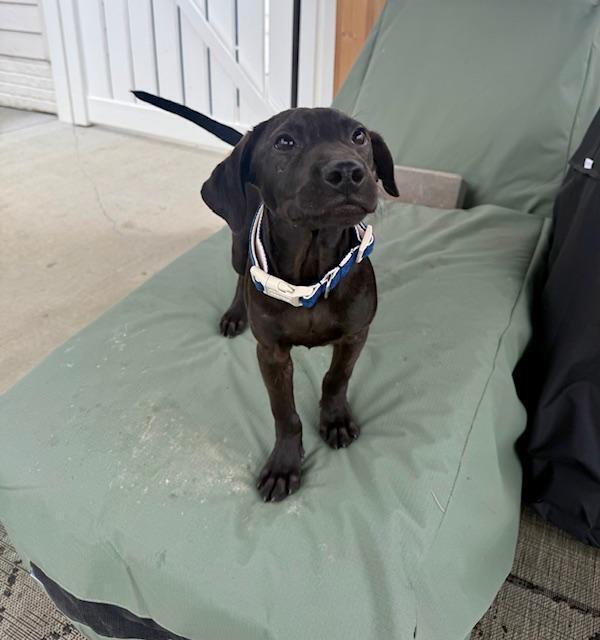 Enlarge Maverick - Fostered in Omaha, a Adoptable mixed breed in Shawnee Mission, KS image 3/6