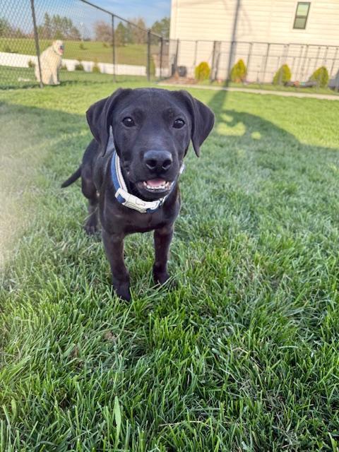 Enlarge Maverick - Fostered in Omaha, a Adoptable mixed breed in Shawnee Mission, KS image 4/6