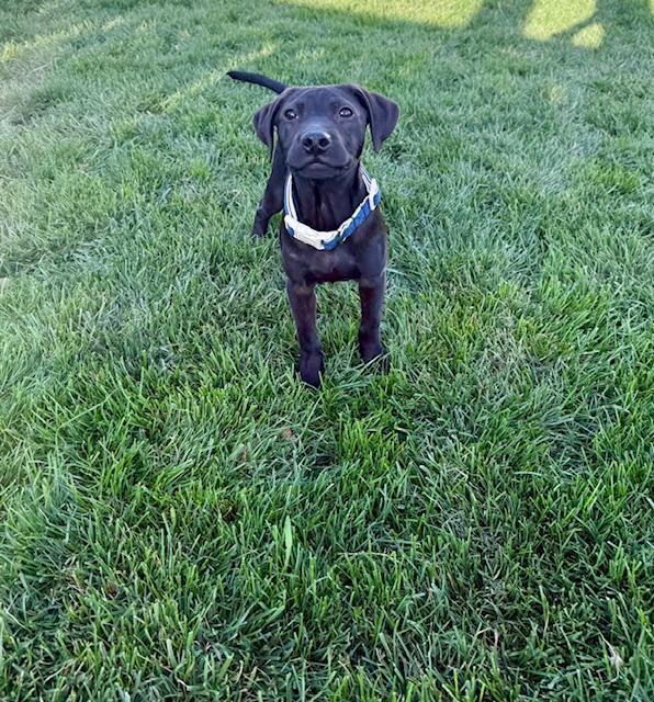 Enlarge Maverick - Fostered in Omaha, a Adoptable mixed breed in Shawnee Mission, KS image 5/6