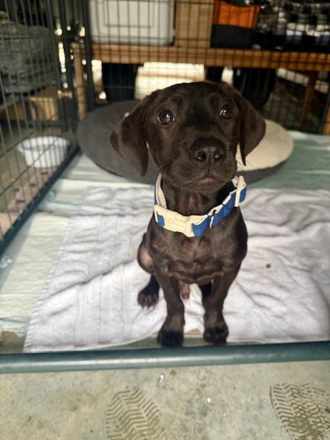 Enlarge Maverick - Fostered in Omaha, a Adoptable mixed breed in Shawnee Mission, KS image 6/6