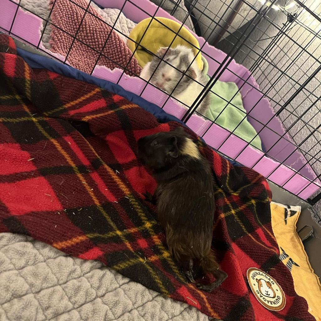 Murphy, Adoptable, Adult Male Guinea Pig.