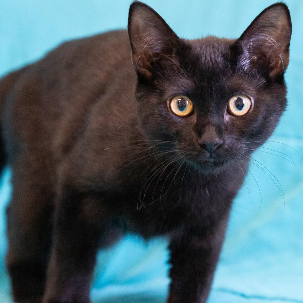 Enlarge Mia, a Adoptable Domestic Short Hair in Cartersville, GA image 1/4