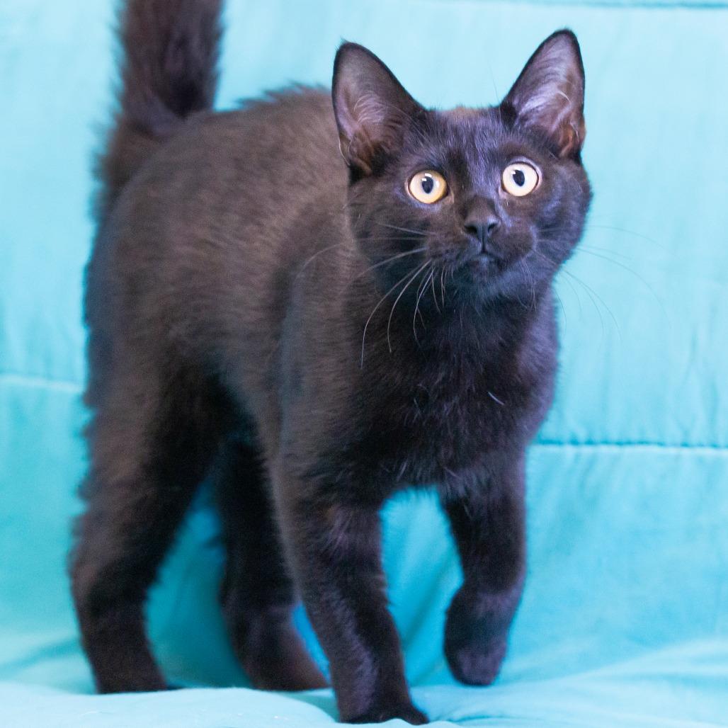 Enlarge Mia, a Adoptable Domestic Short Hair in Cartersville, GA image 2/4
