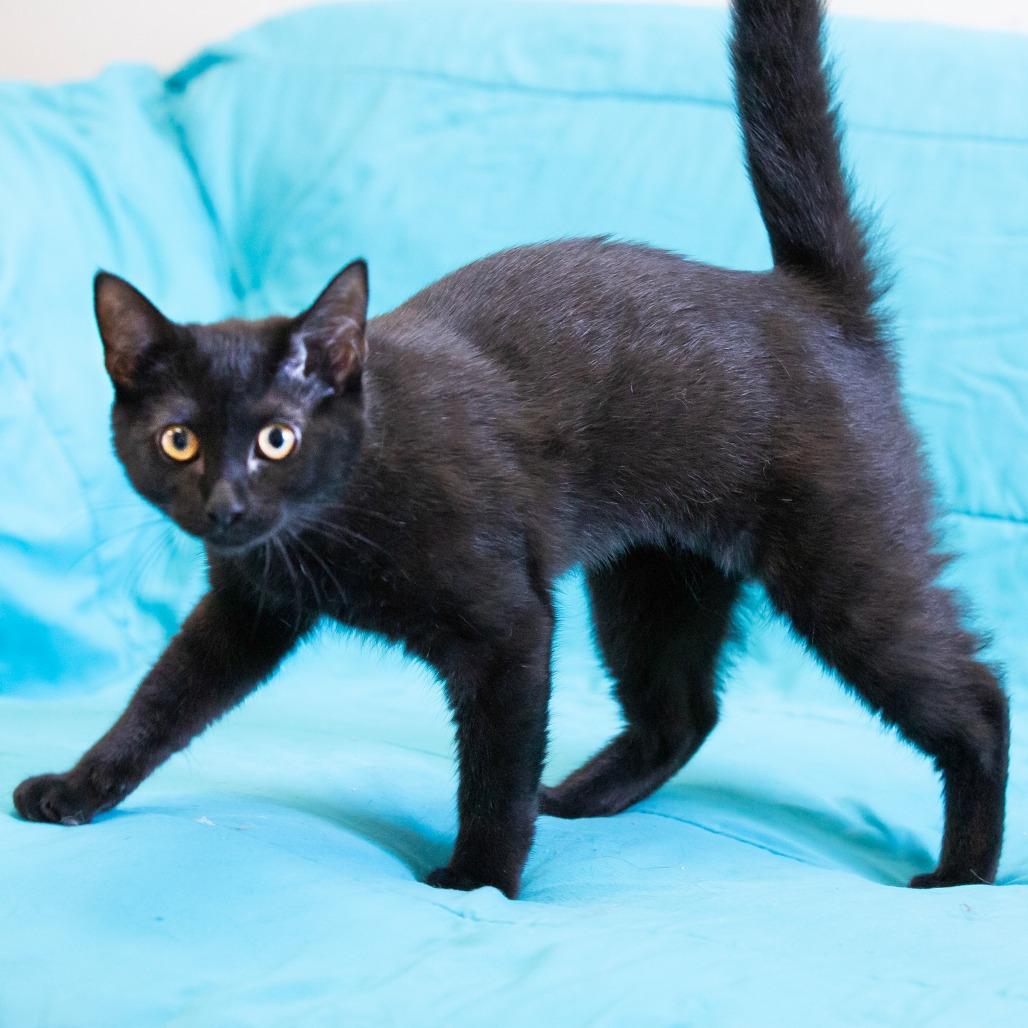 Enlarge Mia, a Adoptable Domestic Short Hair in Cartersville, GA image 3/4