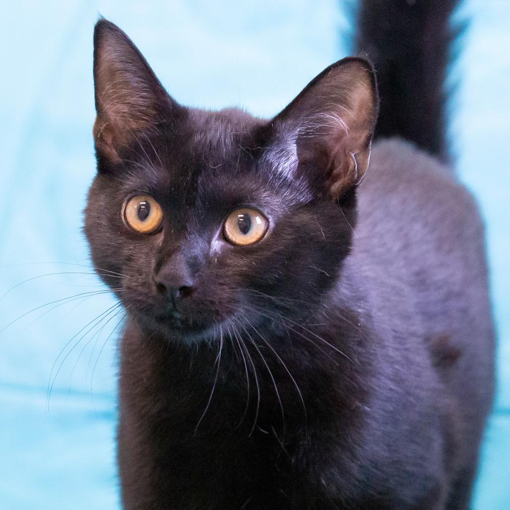 Enlarge Mia, a Adoptable Domestic Short Hair in Cartersville, GA image 4/4