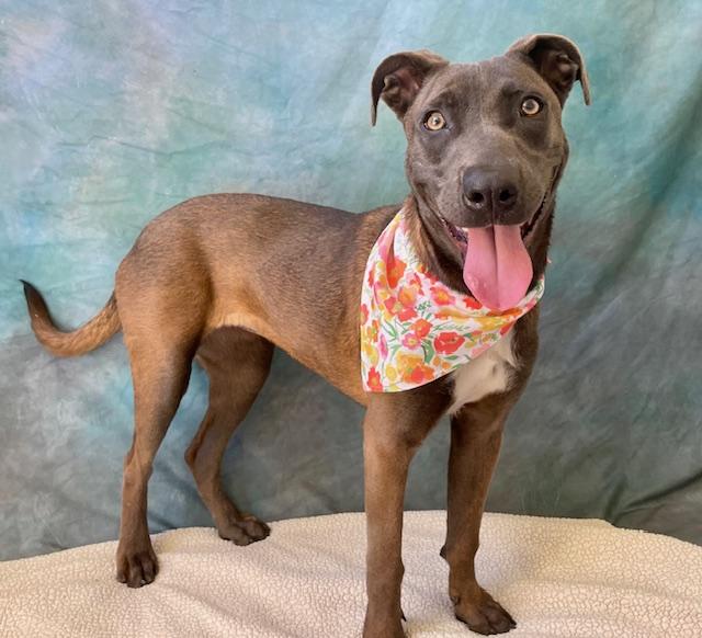 Enlarge TRIXIE, a Adoptable mixed breed in Salinas, CA image 1/1