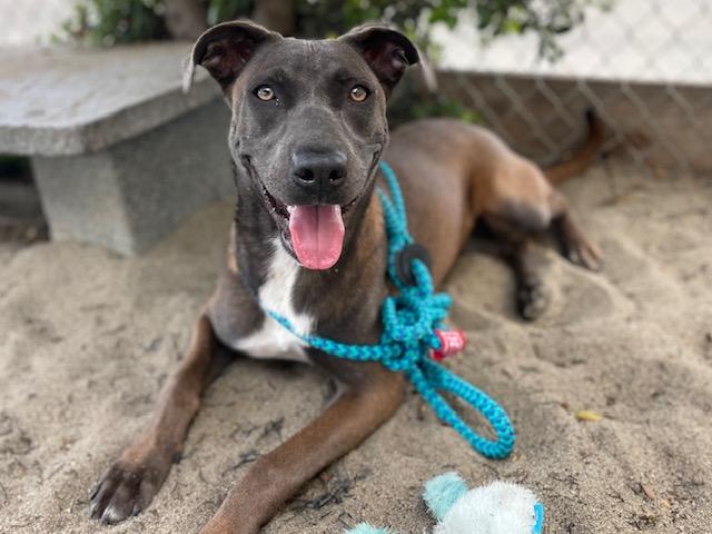 TRIXIE, Adoptable, Young Female Belgian Shepherd / Malinois & Mixed Breed.