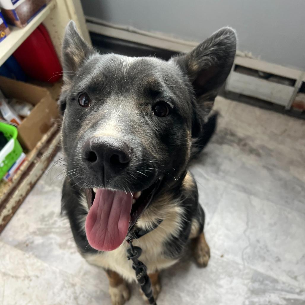 Jasper, Adoptable, Puppy Male Mixed Breed.