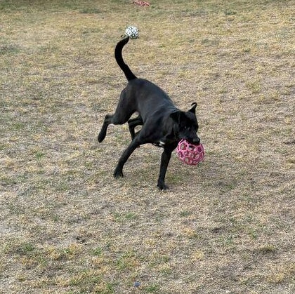 Enlarge Roxy, a ADOPTABLE mixed breed in Valdosta, GA image 2/4