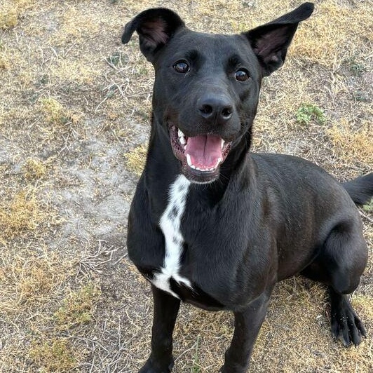 Enlarge Roxy, a ADOPTABLE mixed breed in Valdosta, GA image 1/4