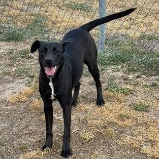 Enlarge Roxy, a ADOPTABLE mixed breed in Valdosta, GA image 4/4