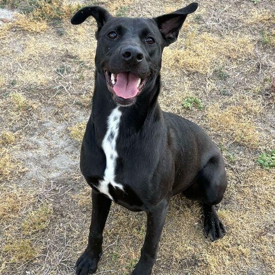 Enlarge Roxy, a ADOPTABLE mixed breed in Valdosta, GA image 3/4